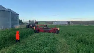 River B IH 1086 Cutting Alfalfa with a New Holland 116
