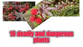 8 deadly and dangerous plants Deadly and poisonous plants, beware of them