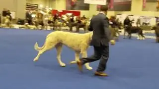 Wolfhound Judging 2018 AKC National Championship