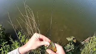 Back to back with GULP Waxies