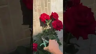 #asmr #gardenasmr #roses #visualasmr #satisfyingcuts #gardentok #slowcontent #quietvideo #trimming