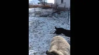 Wren herding with a stuffed dinosaur in his mouth