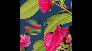 CCL - Mambo No 6