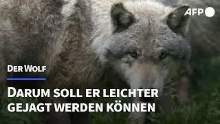 Kurz erklärt: Darum soll die Jagd auf Wölfe erleichtert werden | AFP