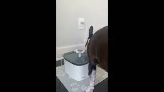 Keep Your Pets Hydrated! Veken Automatic Water Fountain Review 🐾💦 #amazonreview #amazonfinds