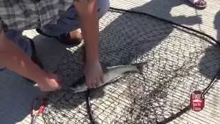 King Salmon Fishing at Lake Michigan in Chicago