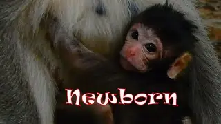 Congratulations Newborn Ginger's baby monkey