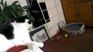 Funny cat playing with fishing rod toy