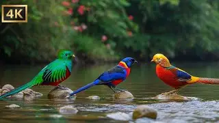 Relaxing Piano Nature Sounds | Birdsong & River Music for Sleep, Study, Calm Focus