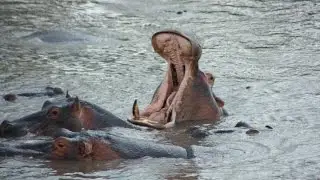Tanzanian Hippos grunting