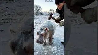 Hippo Frozen in Ice Saved by Human 🥺 #shorts