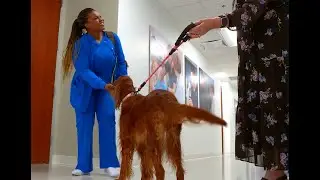 Nursing School Therapy Dog Program