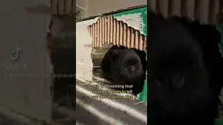 Как сделать морскую свинку счастливой?