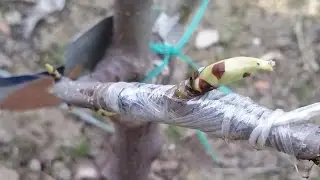 Grafting in T budding Autumn14, at Spring 15/ Altoirea T dorming toamna, Primavara