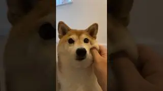shiba earned a reward (for being cute)