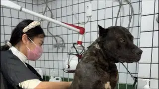 “好大哥流浪貓家園”正在直播！