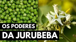 JURUBEBA: PROTEGE O F&Iacute;GADO E COMBATE ANEMIA