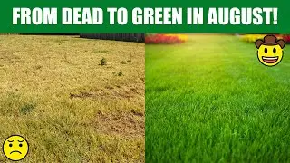 🌱 August Lawn Care Guide USA | Feed, Weed & Prep for Fall 🍂🏡