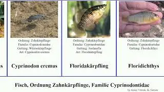 Fisch, Ordnung Zahnk&auml;rpflinge, Familie Cyprinodontidae fish elegans cubensis pupfish Cualac Bolger