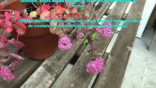 Sedum  Sieboldii ( Sedum de Jap&oacute;n - October Daphne) Cuidados - Care tips