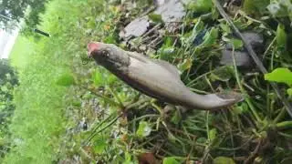 📍POWAI LAKE FISHING GUIDE 2025 | BEST Fishing  Spot In Mumbai 🎣🐟🐠🐊😲🫢🤯