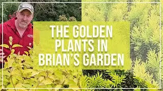 The Golden Plants in Brian's Garden | Highlights for Your Garden