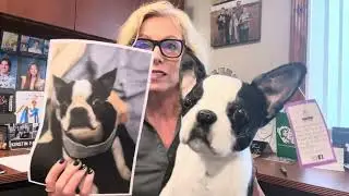 Cuddle Clones - Made a clone of our Boston Terrier, Winston.