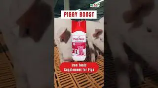 PIGGY BOOST - Iron Tonic Supplement for Pigs
