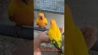 Sun Conure| Sahid Birds Breeding Farm |#trending #shorts
