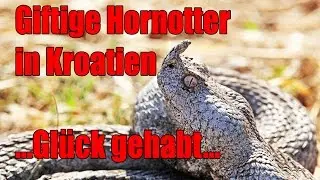 Giftschlangen Europas - Gl&uuml;ck gehabt!