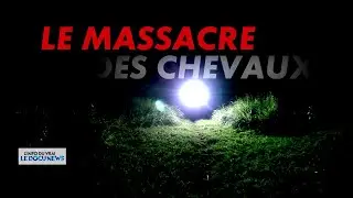 DOCUNEWS : « Le massacre des chevaux »
