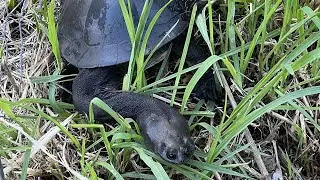 Nesting Broad-shelled Turtles