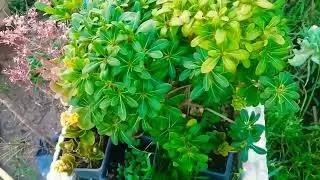 جولة في منبت طريق الملاليين بتطوان امام مجموعة مدارس الملاليين 🌱🍃🌹⚘🍀🌾🌵🌺🥀🍁