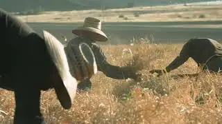 Garlic in the Field