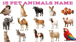 15 Pet animals name।pet animals name in english and hindi। Domestic animals। पालतू जानवरों के नाम।