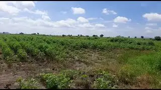 6 Acres#Mancherial to warangal Green Corridor 200 feet Road #highwaybit