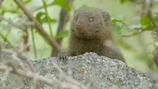 Egyptian mongoose   devours Huge SNAKES and fights back enemies  #animals #owl #snake #shark