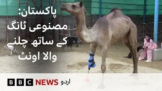 Pakistan: Camel learns to walk again with prosthetic leg - BBC URDU