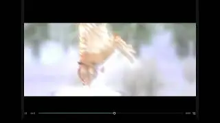 Tiger edit x3 (What should be my 300 subs special?)