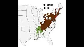 American Chestnut Blight Map