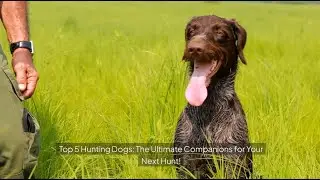 Top 5 Hunting Dogs: The Ultimate Companions for Your Next Hunt!
