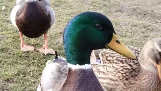 08-12-2025 Feeding Wild Ducks