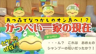 あつ森でとび森のオン島へ！？かっぺいのセクハラは健在でした【あつまれどうぶつの森】【小ネタ】【ハピパラ】