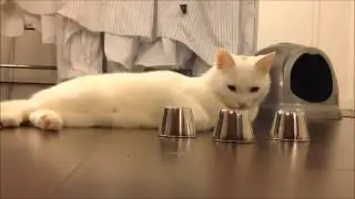 magnifique chat blanc super intelligent !!