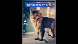 КОТ 🐱 #кот #cat