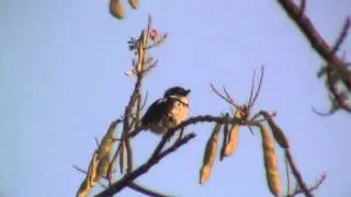 Birds of Colombia: Pied Puffbird- Notharchus tectus