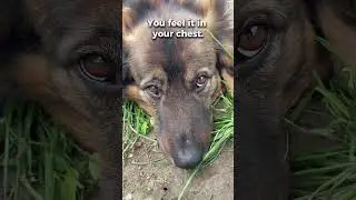 Guided Hypnosis for Grief | Healing After Losing a Pet 🐾