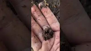 Vermicompost earthworm egg #terracegarden #shortvideo #plants #garden