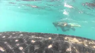 Butanding (Whale Shark) - The Gentle Giant of Donsol