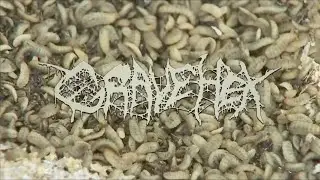 GRAVE HEX 